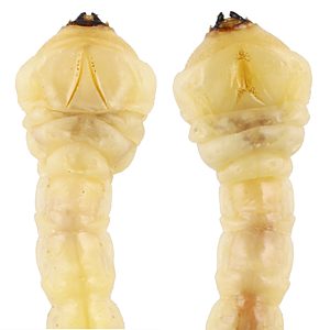 Melobasis splendida, PL3859, larva, from Beyeria lechenaultii, stem (PJL 3145), MU, dorsal & ventral, 19.0 × 4.2 mm